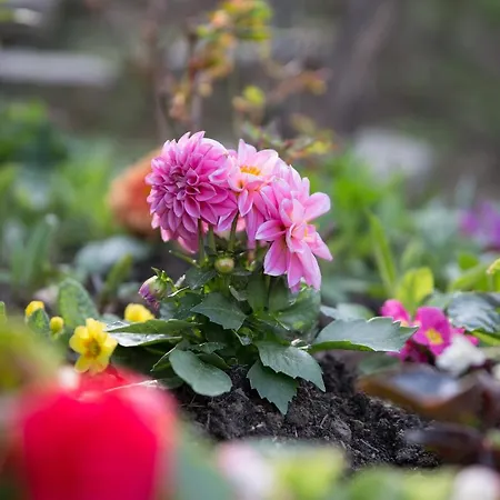 Smietanowka * Krzczonow